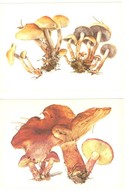 Mushrooms. Set Of The 16 Postcards In The Folder. - Champignons