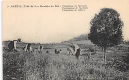 Brésil - Ethnic / 137 - Plantation De Pyrèthre - Autres