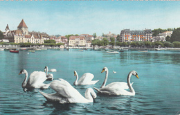 CARTE PHOTO, SUISSE,HELVETIA,SWISS,SCHWEIZ,SVIZZERA,SWITZERLAND,VAUD,LAUSANNE,OUCHY - Lausanne