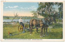 TX - San Jacinto Battlefield, Spanish Moss Tree - Houston