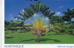 MARTINIQUE : Edit. Launa : Arbre Du Voyageur - La Trinite