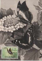 Saint Marin Carte Maximum 1963 Papillons 603 - Lettres & Documents