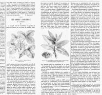 LES ARBRES à CAOUTCHOUC De  " L'AMERIQUE "   1899 - Autres & Non Classés