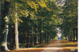 LE NEUBOURG (27-Eure),Champ De Bataille, Allée, Ed. La Cigogne - Le Neubourg