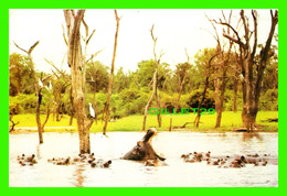 HIPPOPOTAMES - HIPPOPOTAMI ENJOYING LIFE IN LAKE KARIBA, ZIMBABWE - TRAVEL IN 1987 - - Hippopotames