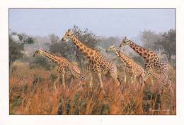 CPM GIRAFES DE KOURE - Jirafas