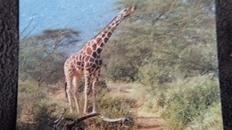 CPM  GIRAFE RETICULATED GIRAFFE  WWF  PHOTO RUSS KINNE - Jirafas