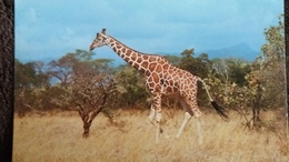 CPM  GIRAFE RETICULATED GIRAFFE  WWF  PHOTO RAY MILLET - Giraffe