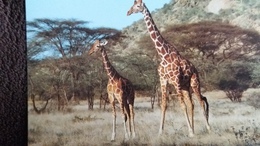 CPM  GIRAFE RETICULATED GIRAFFE  WWF  PHOTO OKAPIA MYERS - Giraffes