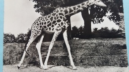 CPSM GIRAFE  AFRIQUE ?   ED LINPHOT 1958 - Jirafas