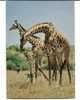 CPSM GIRAFES Castel Hôtel Monbasa Kenya - Girafes