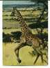 CPSM GIRAFE Faune Africaine IRIS 6831 - Giraffen