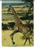 CPSM GIRAFE Faune Africaine IRIS 6831 - Giraffe