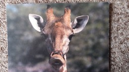 CPM GIRAFE TETE PHOTO 1991 CLEM HAAGNER - Giraffen
