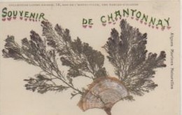 85 Souvenir De  CHANTONNAY Aigies Marines Naturelles  (collée Sur La Carte) - Chantonnay