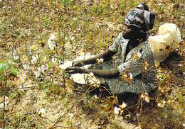 Afrique-TCHAD (femme Dans Un Champ De Coton Cueillette) (photo J.C. Gadmer/Ciric N°92.93 / 8 ) *PRIX FIXE - Tchad