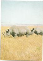 V3191 Rinoceronte Rhino Rhinoceros Nashörner - Black Rhinos / Non Viaggiata - Rhinoceros