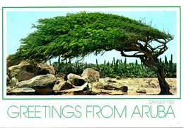 ARUBA. Carte Postale écrite. Divi-Divi Tree. - Aruba