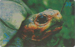 Télécarte Brésil - ANIMAL - TORTUE - Geochelone Denticulata - TURTLE Phonecard - SCHILDKRÖTE * Telesc * - 153 - Turtles