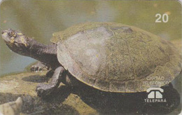 Télécarte Brésil - ANIMAL - TORTUE - Tracaja - TURTLE Phonecard - SCHILDKRÖTE * Telepara * - 154 - Turtles