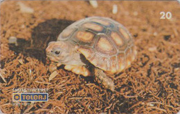 Télécarte Brésil - ANIMAL - TORTUE - Geochelone Carbonaria - TURTLE Phonecard - SCHILDKRÖTE * Telerj * - 162 - Schildkröten