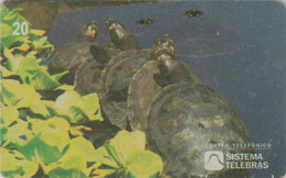 Télécarte Brésil - ANIMAL - TORTUE - TURTLE Phonecard - SCHILDKRÖTE * Telebras * - 163 - Schildkröten