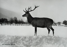 MAIENFELD Ein Kapitaler Hirsch - Maienfeld