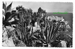 MONACO LOT DE 14 CPSM JARDINS EXOTIQUES - Cactusses