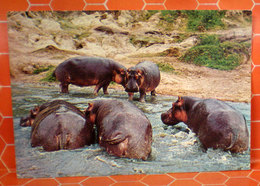 Ippopotami Cartolina Kenya - Hippopotames