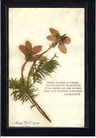 CPA Herbier Vraies Fleurs Séchées Naturelles En Relief Sur Carte Postale 9 X 14 écrite - Other & Unclassified