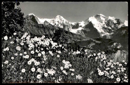 ÄLTERE POSTKARTE SCHWEIZ EIGER MÖNCH UND JUNGFRAU CHRYSANTHEMUM LEUCANTHEMUM WUCHERBLUME Botanik Blumen Blume Cpa - Plantes Toxiques