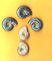 Ammonites Toarcien Domérien St Paul Des Fonts (Aveyron)  Lot De 5 - Fossilien