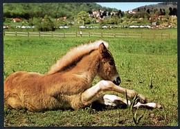 C0236 - Pferd Pferde Haflinger ??? - Horse Horses Chevaux Cavalli Caballos - Reichenbach DDR - Fohlen - Pferde
