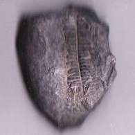 Plante Du Carbonifère 'Lonchopteria Rugosa" - Fossili