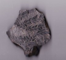 Plante  Du Permien "Calipteris Conferta " (Hérault, France) - Fossilien