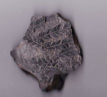 Plante  Du Permien "Calipteris Conferta " (Hérault, France) - Fossils