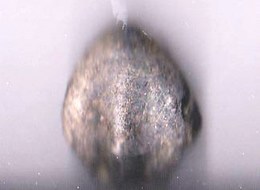 Brachiopode Jurassique   (Sud France) - Fossili