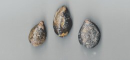 Lot De 3 Brachiopodes Terebratulida Jurassique - Fossielen