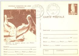 BIRDS, PELICANS, KESTREL, PC STATIONERY, ENTIER POSTAL, 1978, ROMANIA - Pélicans