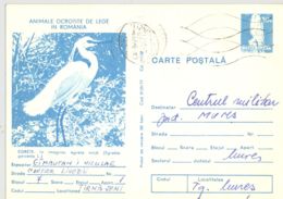 BIRDS, LITTLE EGRET, KESTREL, PC STATIONERY, ENTIER POSTAL, 1977, ROMANIA - Pélicans