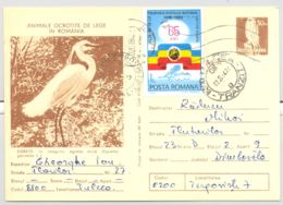 BIRDS, LITTLE EGRET, KESTREL, PC STATIONERY, ENTIER POSTAL, 1984, ROMANIA - Pélicans