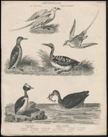 Cca 1850 2 Db Madarakat ábrázoló Acélmetszet / Birds Steel Engravings 22x27 Cm - Stiche & Gravuren