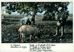 TRUFFES PERIGORD  Chercheurs De Truffes 373 - Limousin