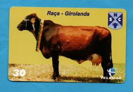 BRASIL- Cows - BULL - Cows