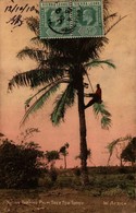 SIERRA LEONE - Native Tapping Palm Tree For Toddy - Sierra Leone