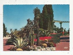 Cp, MONACO ,le Jardin Exotique , Voyagée 1972 - Jardin Exotique