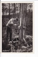 AU SOLEIL DES LANDES - Récolte De La Gemme Dans Une "couarte" - Andere & Zonder Classificatie