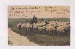 CPA IRLANDE, MOUTONS EN 1904 ! (voir Timbre) - Other & Unclassified