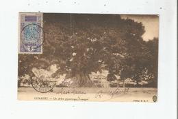 CONAKRY UN ARBRE GIGANTESQUE " FROMAGER " 1916 - Guinée Française