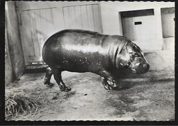 Cpsm St004305 Hippopotame Nain Du Libéria Carte Com Transfusine à Destination Des Médecins - Hippopotames